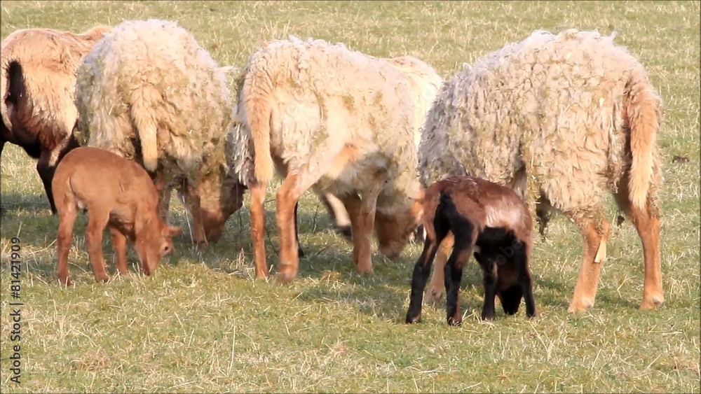 Schafe auf der Wiese, Lämmer, Frühling, Familie Schafe auf der Wiese, Lämmer, Frühling, Familie