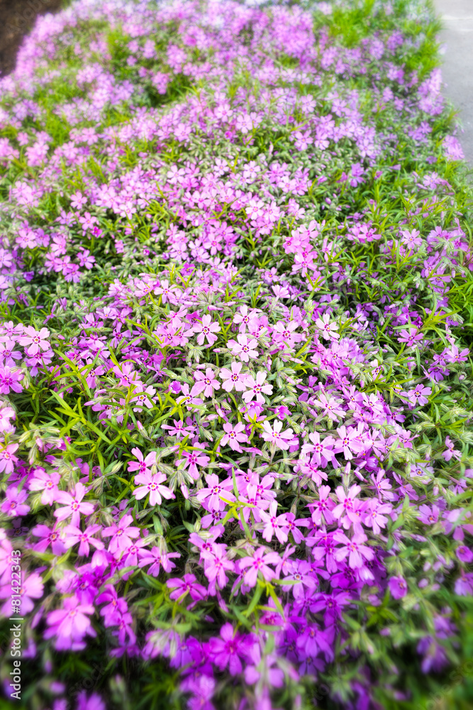 Nice pink Gypsophila under a morning spring sun Nice pink Gypsophila under a morning spring sun