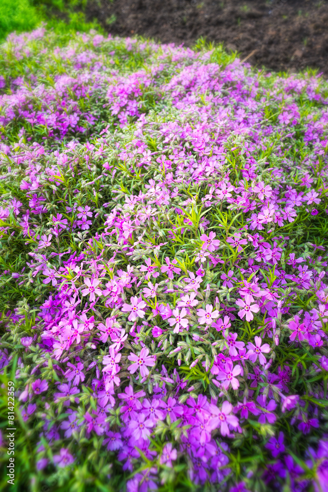 Nice pink Gypsophila under a morning spring sun Nice pink Gypsophila under a morning spring sun