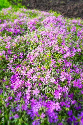 Nice pink Gypsophila under a morning spring sun