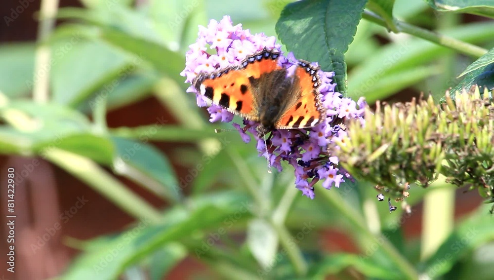 Schmetterling Admiral auf Flieder Schmetterling Admiral auf Flieder