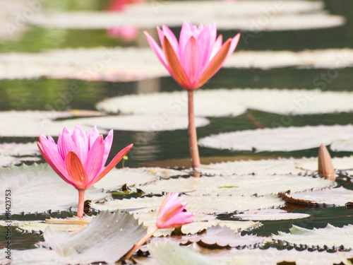 Red lotus in the pond at Wapi Pathum. Maha Sarakham Thailand