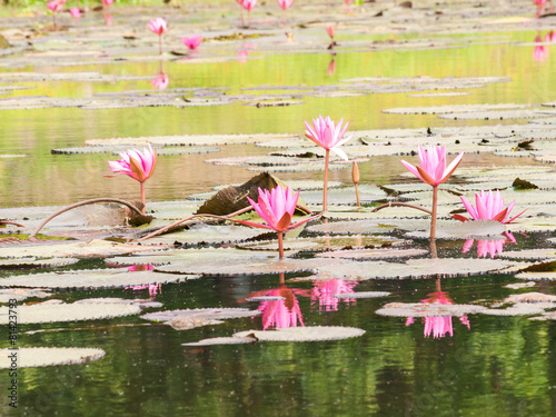 Red lotus in the pond at Wapi Pathum. Maha Sarakham,Thailand
