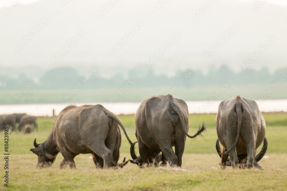 Obraz premium water buffalo eating grass in field