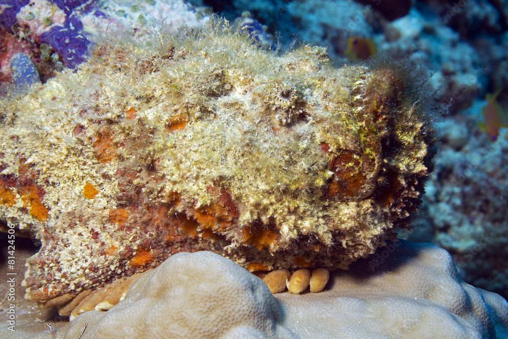 Stonefish (Synanceia Verrucosa), South Ari Atoll, Maldives