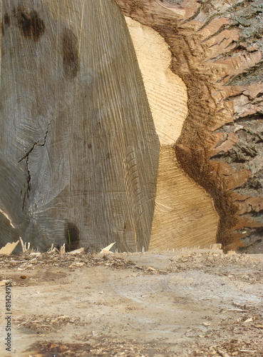 detail of a cut log tree with splinters and chips
