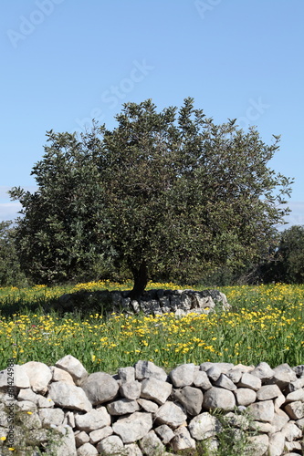 Albero di Carrubo in campo fiorito