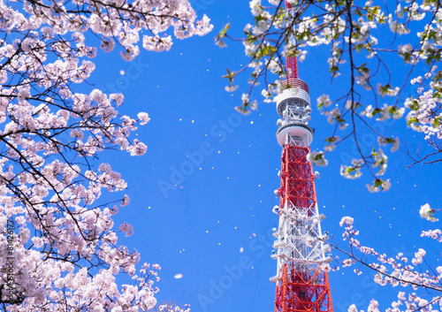 Fototapeta Naklejka Na Ścianę i Meble -  東京タワーと桜