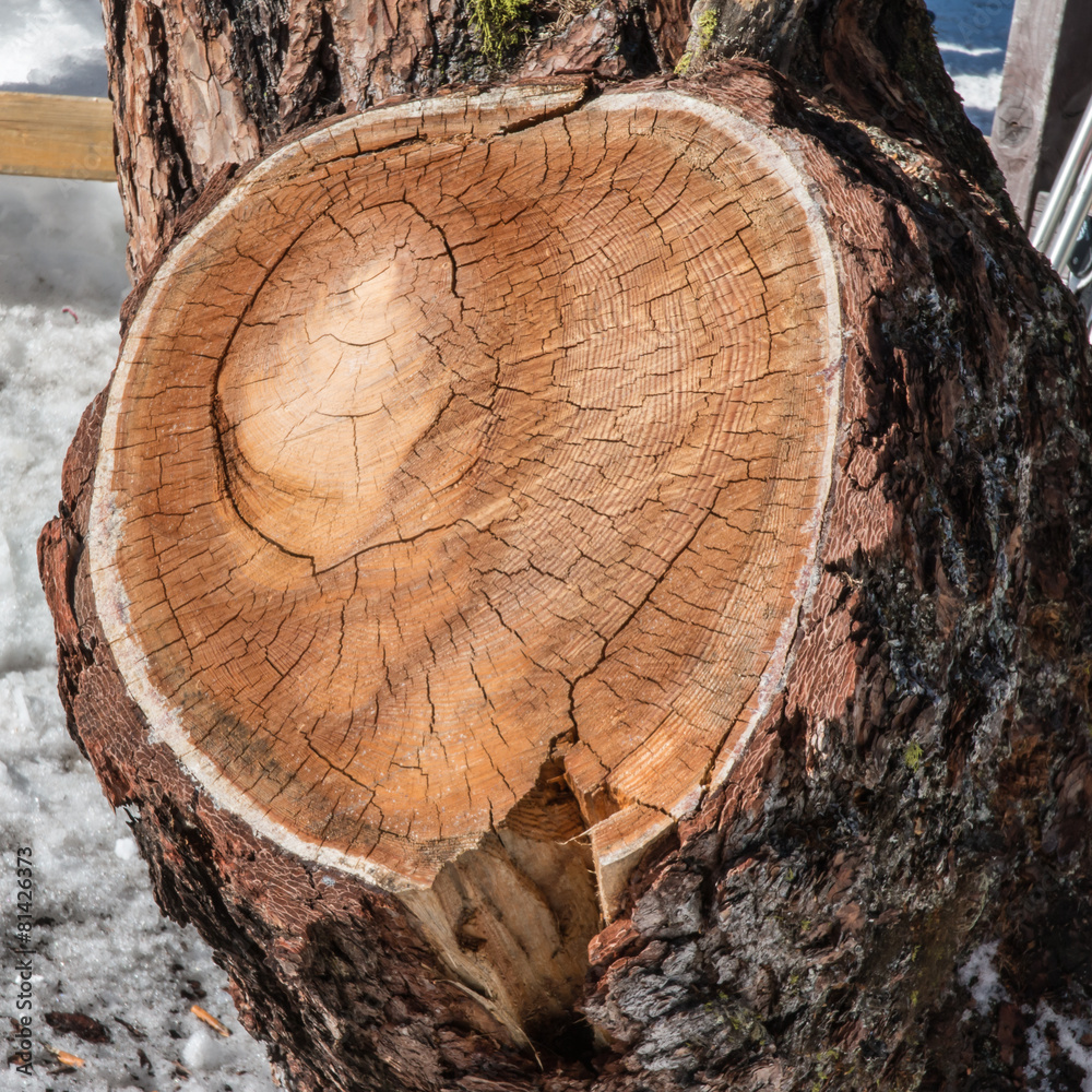 round annual rings on pine bark tree wood round annual rings on pine bark tree wood