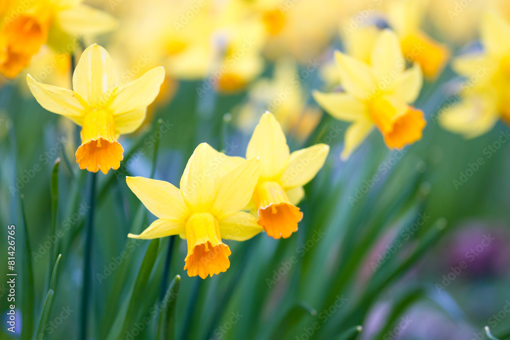 Macro of wild daffodils