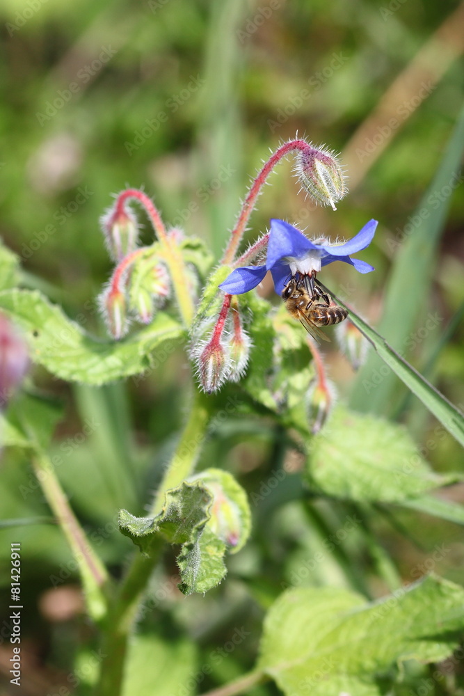 Ape su fiore di campo