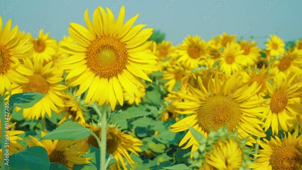 Beautiful Sunflowers in the field with light blue sky,dolly shot Beautiful Sunflowers in the field with light blue sky,dolly shot