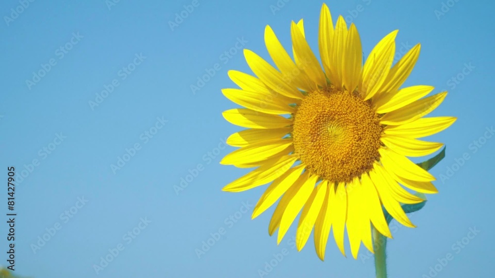 Beautiful One Sunflowers with light blue sky, space for text Beautiful One Sunflowers with light blue sky, space for text