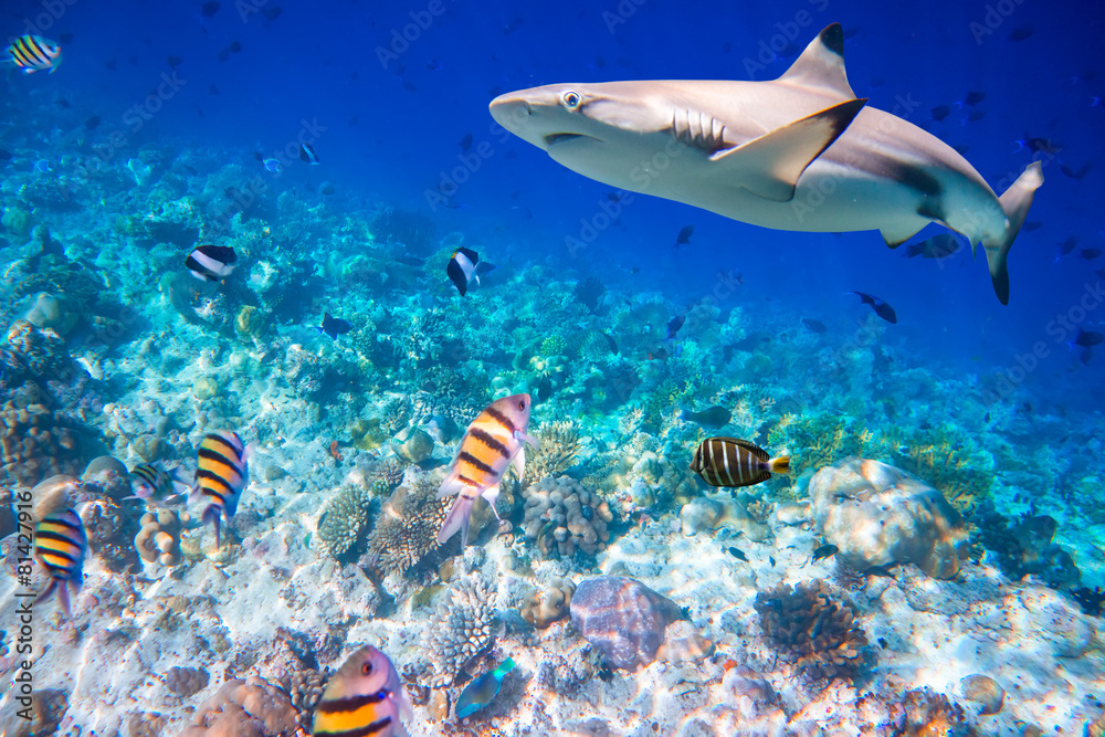 Naklejka premium Tropical Coral Reef.