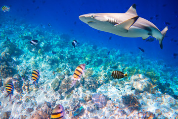 Tropical Coral Reef.