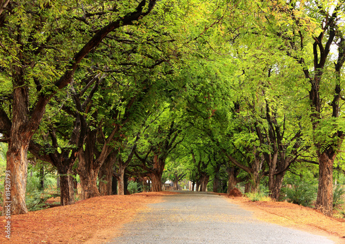 Beautiful village road in India, with tamarind tree both sides photo