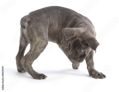 Pies rasy Cane-corso © fotodrobik