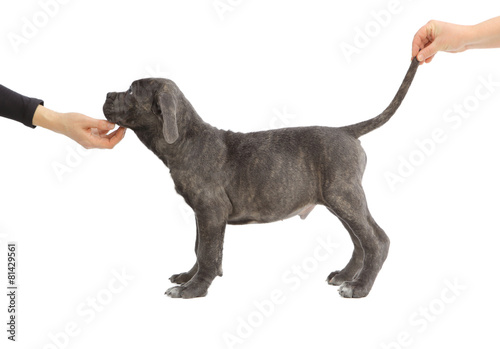 Pies rasowy Cane-corso