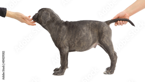 Obraz na płótnie Pies rasowy Cane-corso