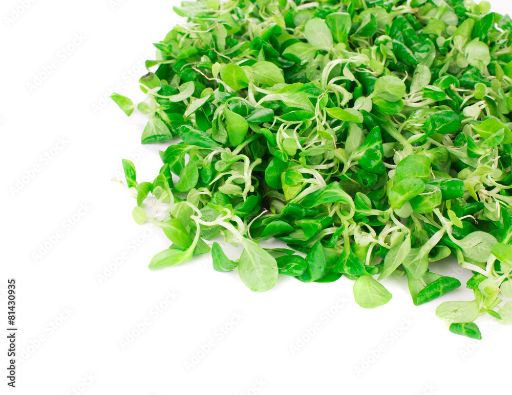 Close up of green fresh basil. Close up of green fresh basil.