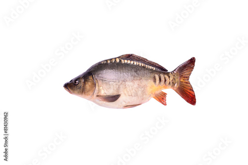 Carp fresh raw fish isolated on white background, clipping path