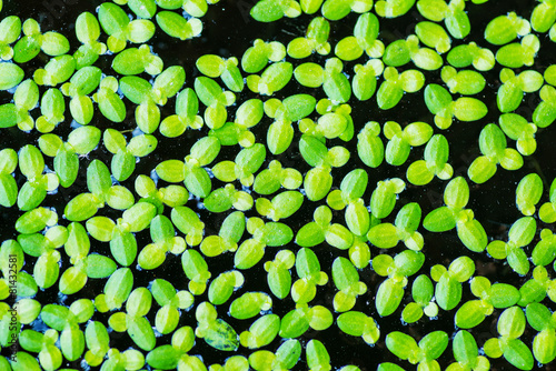 Duckweed on the water surface
