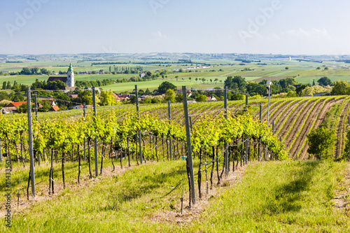 vineyard near Unterretzbach, Lower Austria, Austria