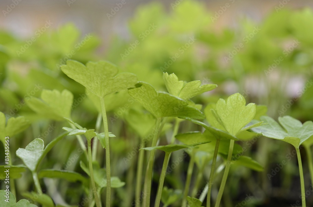 celery young plants in the garden, macro celery young plants in the garden, macro