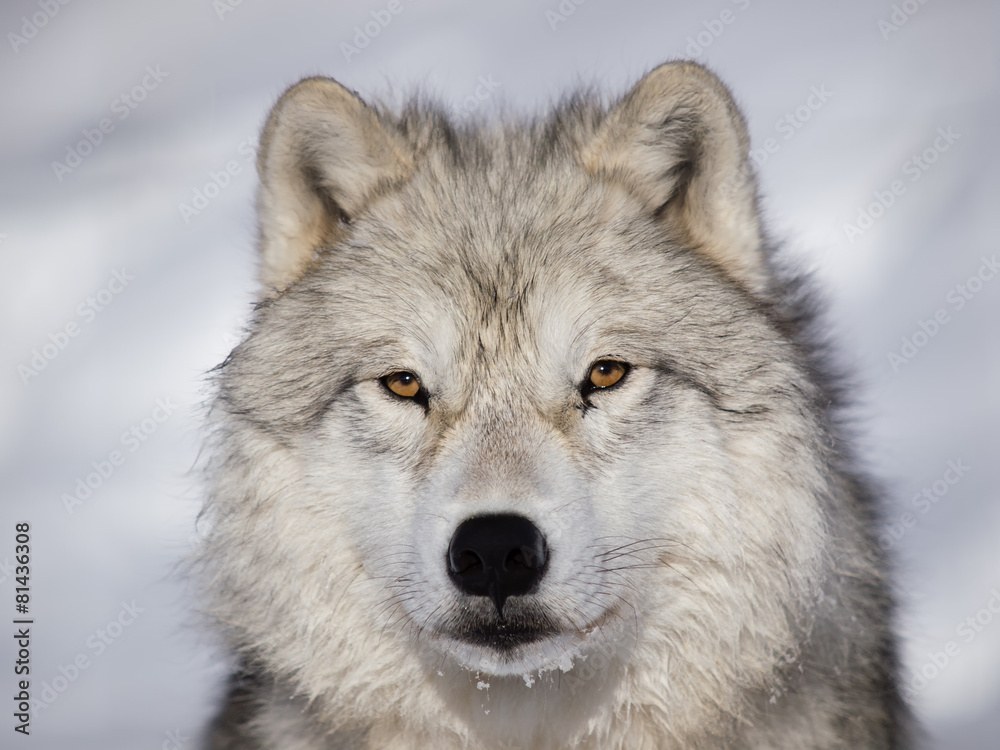 Fototapeta premium Alpha male arctic wolf watching in snow