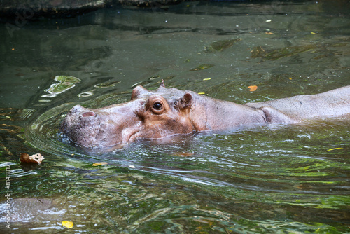 Hippopotamus submerged in water.