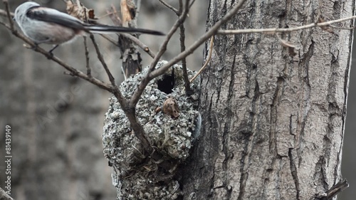 Long-tailed Tit builds a nest for breeding