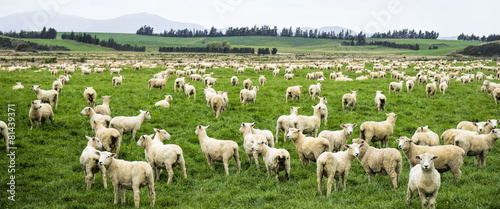 фотографія Large flock of newly shorn sheep