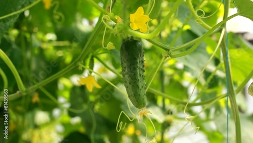 cucumber growing in the vegetable garden