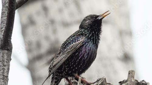 Starling sings on a tree branch