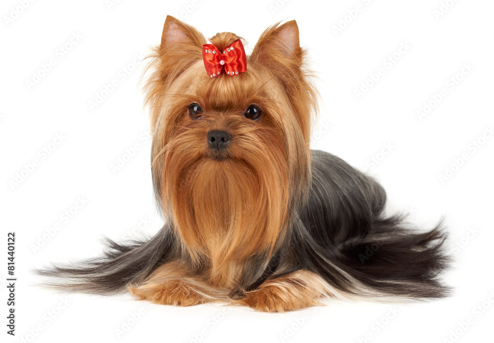 One professionally groomed Yorkshire Terrier One professionally groomed Yorkshire Terrier
