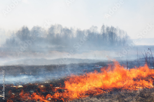 Forest fire: the burning last year's dry grass against the wood