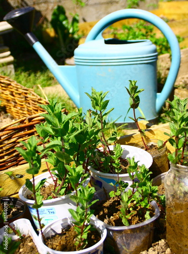 Φωτογραφία boutures de menthe,herbe odorante dans le jardin