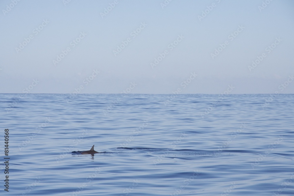 Fototapeta premium Delfintour #4
