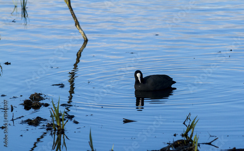 Coot. Wading bird found in British Isles. © coxy58