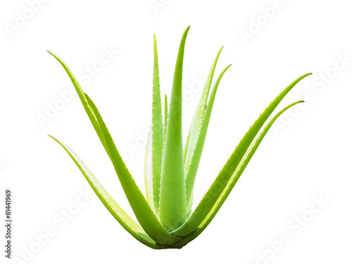 aloe vera plant on white