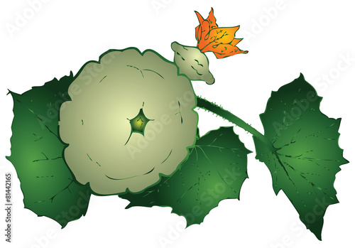 Round zucchini
