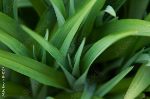 Green Foliage Background