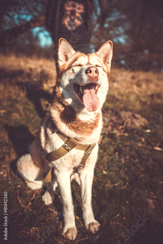 Portrait of pretty brown husky dog outdoor in the forest