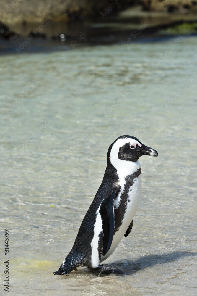 Fototapeta premium African Penguins (Spheniscus Demersus)