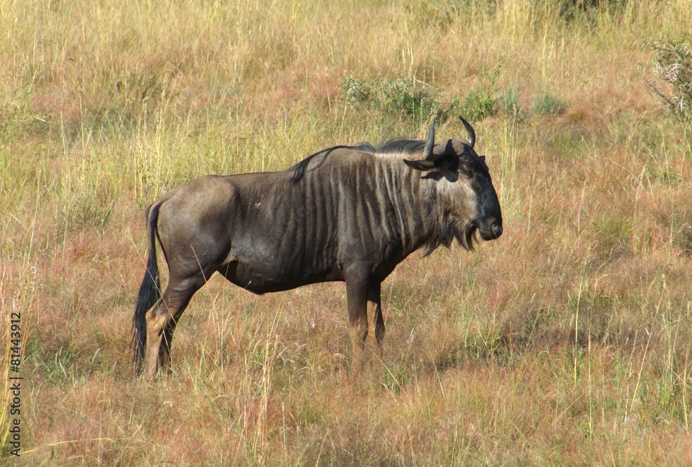 Fototapeta premium Wildebeest in South Africa