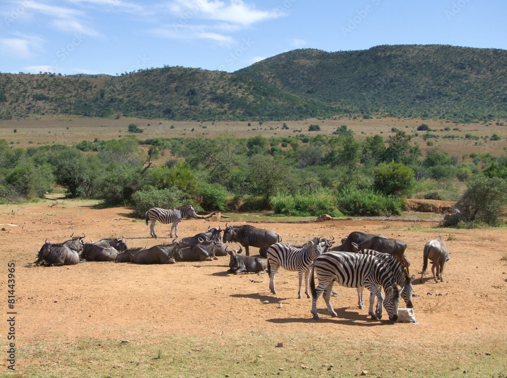Fototapeta premium Zebras and Antelopes in Southafrica
