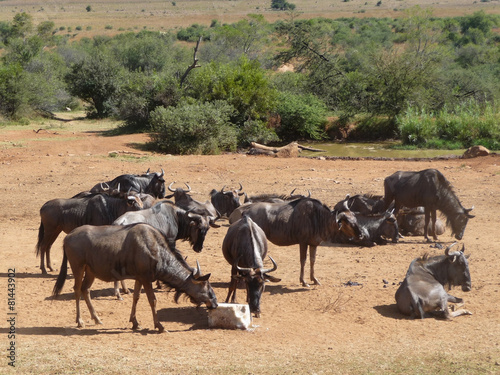 Wildebeests in South Africa © PRILL Mediendesign