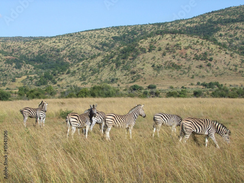 Zebras in Southafrica