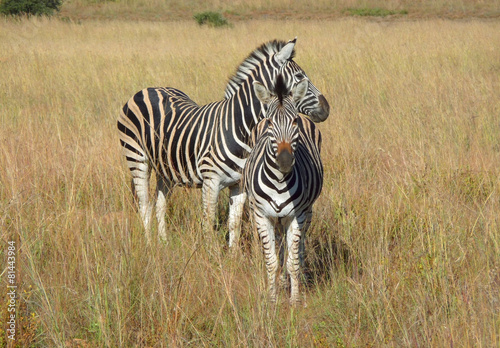 Zebras in Southafrica