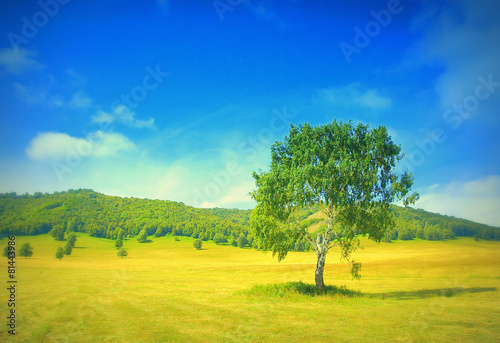 Summer landscape